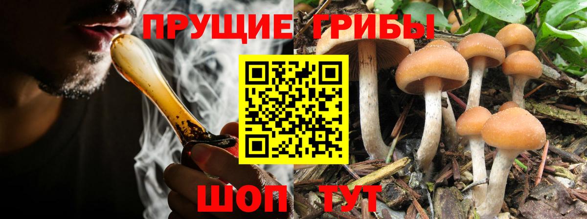 Псилоцибиновые грибы мицелий Ленинск-Кузнецкий